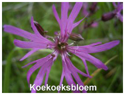 Koekoeksbloem